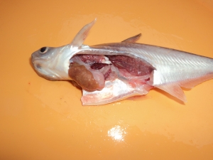 Triệu chứng – cách phòng và điều trị bệnh Nhiễm trùng do vi khuẩn trên cá da trơn