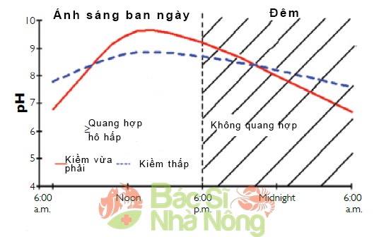 Nước ao tôm bị pH thấp