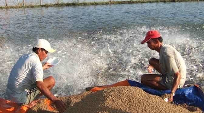 Làm cách nào để tôm cá lớn nhanh? Làm bạn cùng nhà nông 2