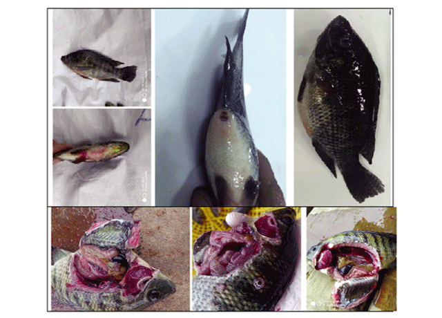 Cá bị rách vây, xuất huyết phải làm sao? Kiến thức nuôi trồng thủy sản